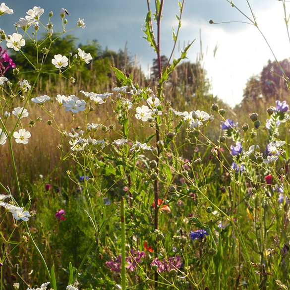 biodiversite