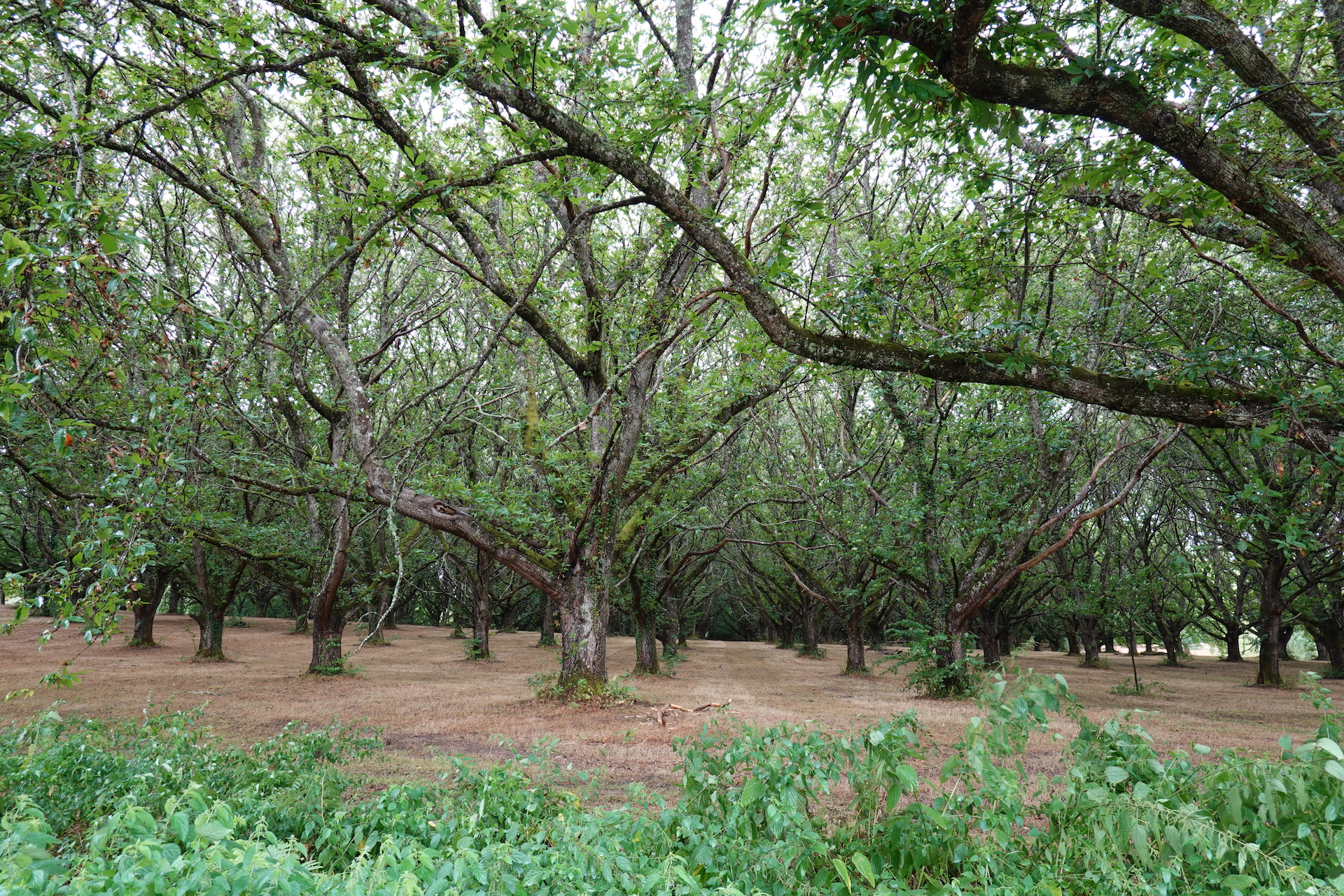 Tawari Travel - Decouverte nature slow arbres